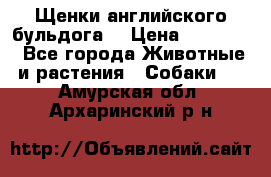 Щенки английского бульдога  › Цена ­ 60 000 - Все города Животные и растения » Собаки   . Амурская обл.,Архаринский р-н